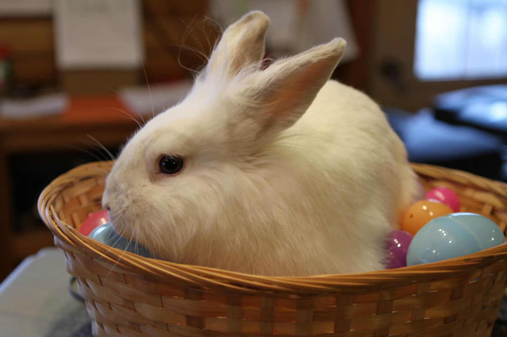 Bunny